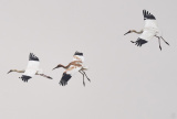 Photos Chine : des grues blanches au lac Poyang