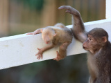 Photos : Des macaques du Tibet dans un parc en Chine