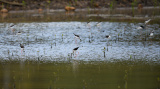 Photos Chine : oiseaux migrateurs  Haikou