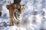 Photos Chine : tigres de Sibrie  Harbin