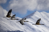 Photos Chine : paysage enneig au Xizang