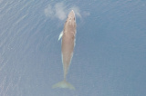 Photos : Animaux observs par Xuelong 2 en Antarctique