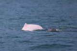 Photos Chine : dauphins blancs chinois  Hainan