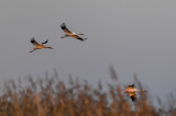 Photos Chine : des grues blanches dans la rserve naturelle de Momoge