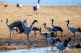 Photos Chine : grues  cou noir au Yunnan