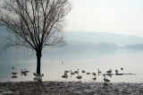 Photos Chine : cygnes blancs au Shanxi