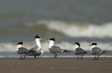 Photos Chine : des oiseaux aquatiques dans une rserve naturelle au Fujian