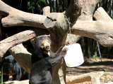 Photos Chine : un zoo aide ses animaux  rsister  la chaleur estivale