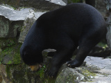 Photos Chine : ours malais au zoo de Hangzhou au Zhejiang