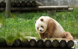 Photos Chine : parc scientifique d�di� � la protection des esp�ces sauvages