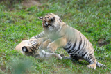 Photos : Tigres de Sibrie dans le nord-est de la Chine