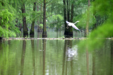 Photos Chine : des oiseaux  Lai'an de la province de l'Anhui