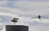 Photos Chine : oiseaux au Tibet