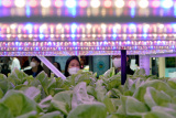 Photos Chine : agriculture intelligente � la CIIE
