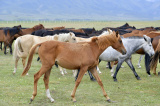 Photos Chine : chevaux de Shandan dans le Gansu