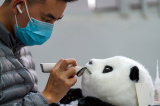 Photos Chine : la modlisation 3D au service des peluches de pandas gants au Sichuan