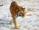 Photos Chine : tigre au zoo  l'approche de l'anne du tigre