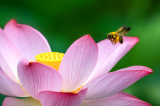 Photos Chine : fleurs de lotus