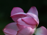 Photos Chine : lotus dans la province du Guizhou