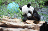 Photos Chine : un panda g�ant au Shandong