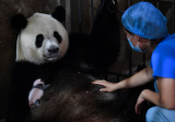Photos Chine : b�b�s pandas � Qinling au Shaanxi
