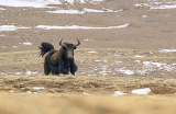 Photos Chine : parc national de Sanjiangyuan au Qinghai