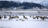 Photos Chine : oiseaux migrateurs dans la rserve naturelle de Caohai au Guizhou