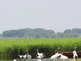 Photos Chine : grues  couronne rouge au Heilongjiang