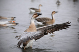 Photos Chine : oiseaux migrateurs  Shenyang