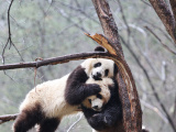 Photos : Des pandas gants dans le sud-ouest de la Chine