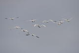 Photos Chine : oiseaux dans les zones humides du Xinjiang