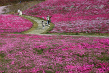 Photos Chine : floraison  Jinan