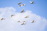 Photos Chine : des oiseaux en Mongolie intrieure