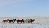 Photos Chine : paysage hivernal de la prairie de Xilingol en Mongolie intrieure