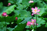 Photos : Fleurs de lotus en Chine