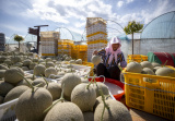 Photos Chine : r�colte des cantaloupes au Ningxia