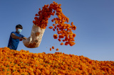 Photos Chine : rcolte de fleurs de souci au Xinjiang