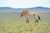 Photos Xinjiang : chevaux dans une rserve naturelle