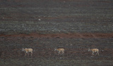 Photos : Antilopes tibtaines dans le nord-ouest de la Chine