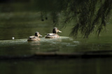 Photos Chine : oiseaux dans les zones humides  l'Anhui