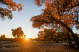 Photos Chine : paysage automnal en Mongolie intrieure