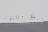 Photos Chine : oiseaux dans un parc de Pkin