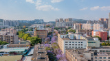 Photos Chine : jacarandas en fleurs au Yunnan