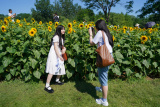 Photos Chine : des tournesols dans un parc � P�kin
