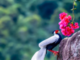 Photos Chine : un faisan argent dans une rserve naturelle nationale dans le sud-est