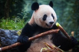 Photos Chine : le panda gant Xiang Xiang rencontre le public