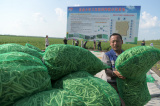 Photos Chine : plantation de haricots verts pour r�duire la pauvret� au Heilongjiang
