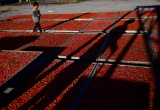 Photos Chine : r�colte des baies de goji au Qinghai