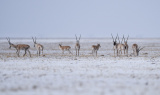 Photos Chine : livre blanc sur la biodiversit