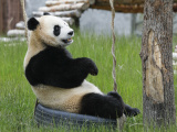 Photos Chine : pandas gants  Jiuzhaigou